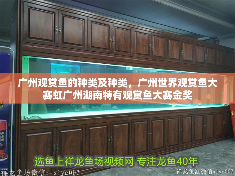 廣州觀賞魚的種類及種類，廣州世界觀賞魚大賽虹廣州湖南特有觀賞魚大賽金獎