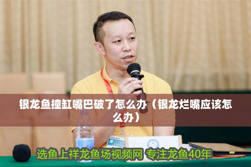 銀龍魚撞缸嘴巴破了怎么辦（銀龍爛嘴應(yīng)該怎么辦）