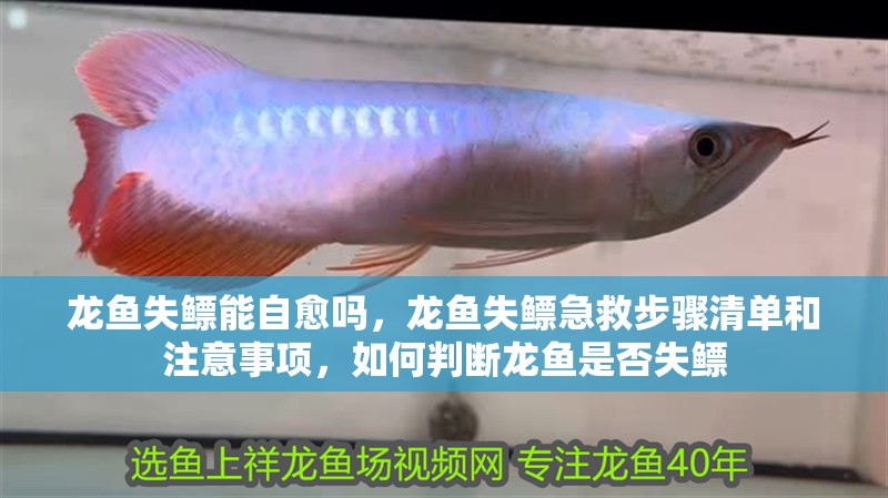 龍魚失鰾能自愈嗎，龍魚失鰾急救步驟清單和注意事項，如何判斷龍魚是否失鰾