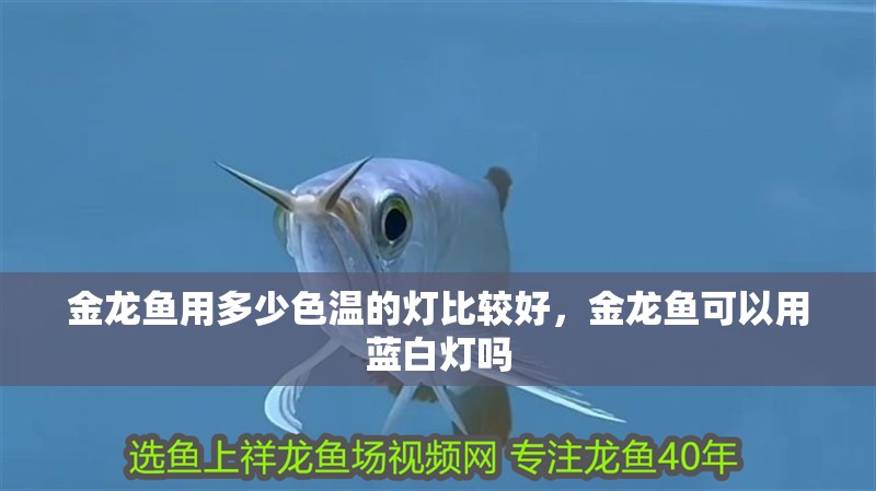 金龍魚用多少色溫的燈比較好，金龍魚可以用藍白燈嗎
