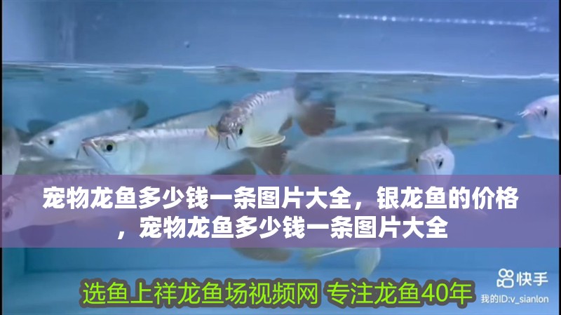 寵物龍魚多少錢一條圖片大全，銀龍魚的價格，寵物龍魚多少錢一條圖片大全