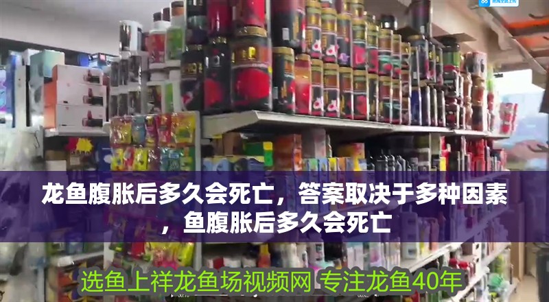 龍魚腹脹后多久會死亡，答案取決于多種因素，魚腹脹后多久會死亡