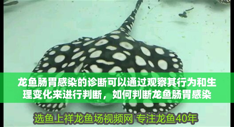 龍魚腸胃感染的診斷可以通過觀察其行為和生理變化來進行判斷，如何判斷龍魚腸胃感染