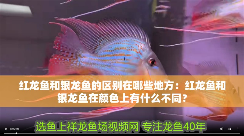 紅龍魚和銀龍魚的區別在哪些地方：紅龍魚和銀龍魚在顏色上有什么不同？