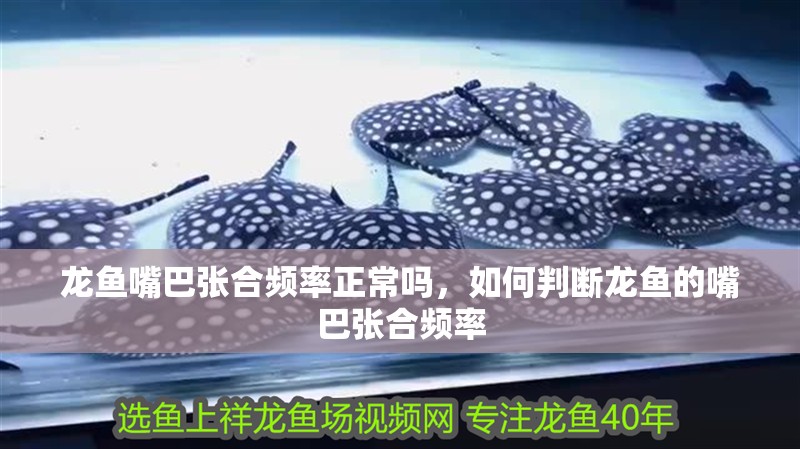 龍魚嘴巴張合頻率正常嗎，如何判斷龍魚的嘴巴張合頻率
