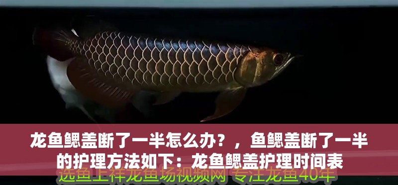 龍魚鰓蓋斷了一半怎么辦？，魚鰓蓋斷了一半的護理方法如下：龍魚鰓蓋護理時間表