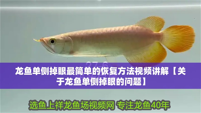 龍魚單側掉眼最簡單的恢復方法視頻講解【關于龍魚單側掉眼的問題】 觀賞魚百科 第2張 龍魚單側掉眼最簡單的恢復方法視頻講解【關于龍魚單側掉眼的問題】 龍魚單側掉眼最簡單的恢復方法視頻講解【關于龍魚單側掉眼的問題】 觀賞魚百科 第2張