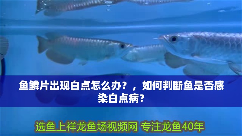 魚鱗片出現白點怎么辦？，如何判斷魚是否感染白點病？