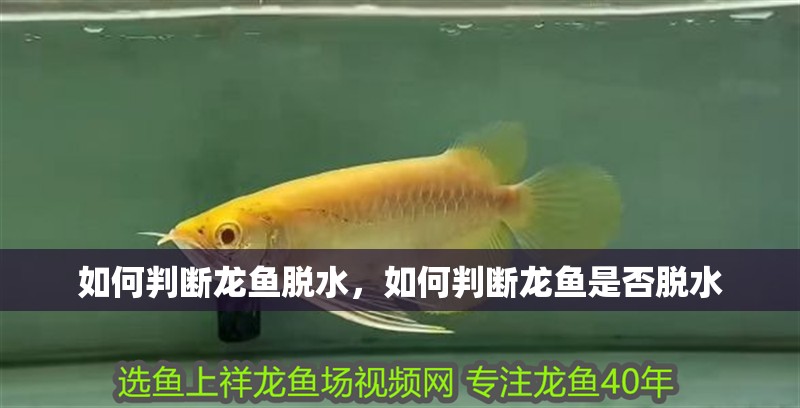 如何判斷龍魚脫水，如何判斷龍魚是否脫水