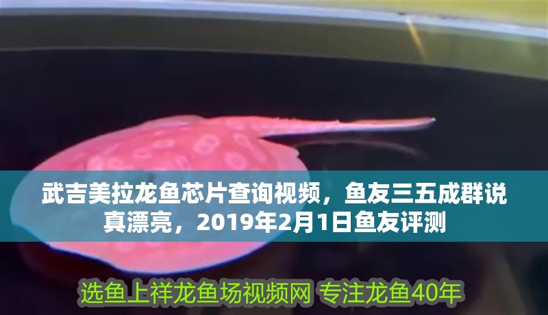 武吉美拉龍魚芯片查詢視頻，魚友三五成群說真漂亮，2019年2月1日魚友評測