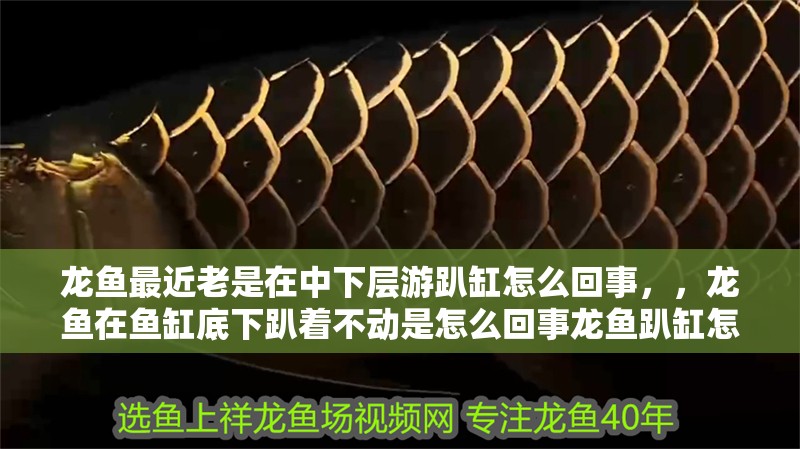 龍魚最近老是在中下層游趴缸怎么回事，，龍魚在魚缸底下趴著不動是怎么回事龍魚趴缸怎么回事