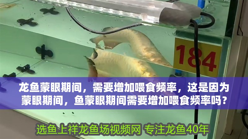 龍魚蒙眼期間，需要增加喂食頻率，這是因為蒙眼期間，魚蒙眼期間需要增加喂食頻率嗎？