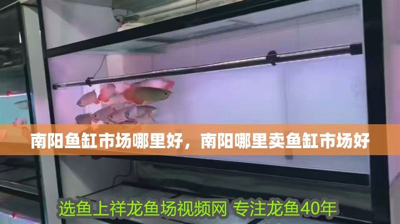 南陽魚缸市場哪里好，南陽哪里賣魚缸市場好