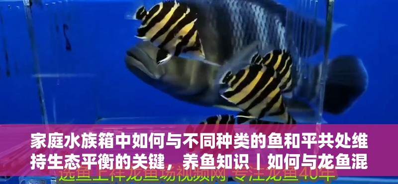 家庭水族箱中如何與不同種類的魚和平共處維持生態平衡的關鍵，養魚知識｜如何與龍魚混養？