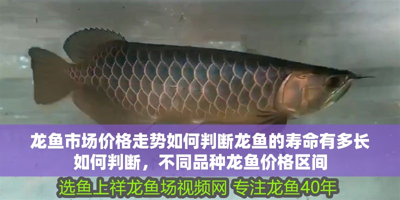 龍魚市場價格走勢如何判斷龍魚的壽命有多長如何判斷，不同品種龍魚價格區(qū)間