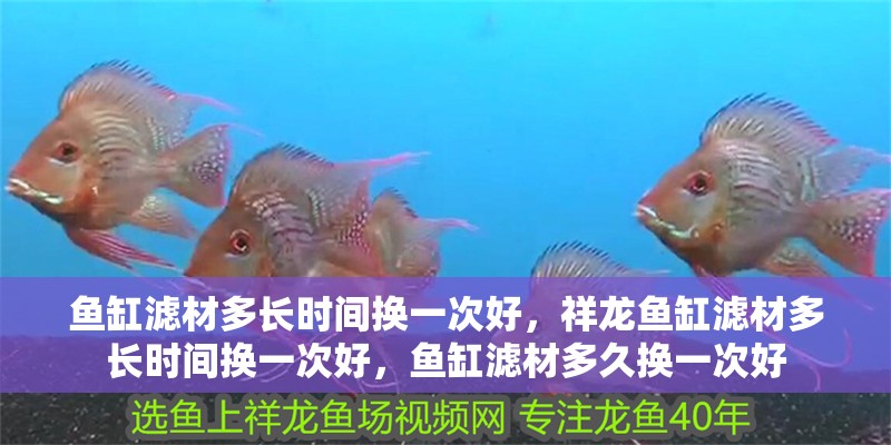 魚缸濾材多長時間換一次好，祥龍魚缸濾材多長時間換一次好，魚缸濾材多久換一次好