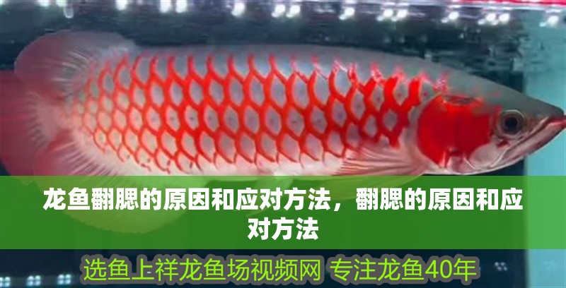 龍魚翻腮的原因和應對方法，翻腮的原因和應對方法