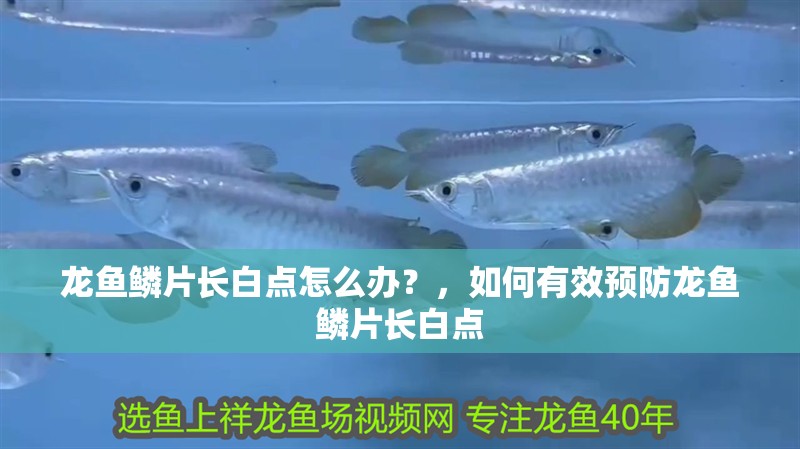 龍魚鱗片長白點怎么辦？，如何有效預防龍魚鱗片長白點