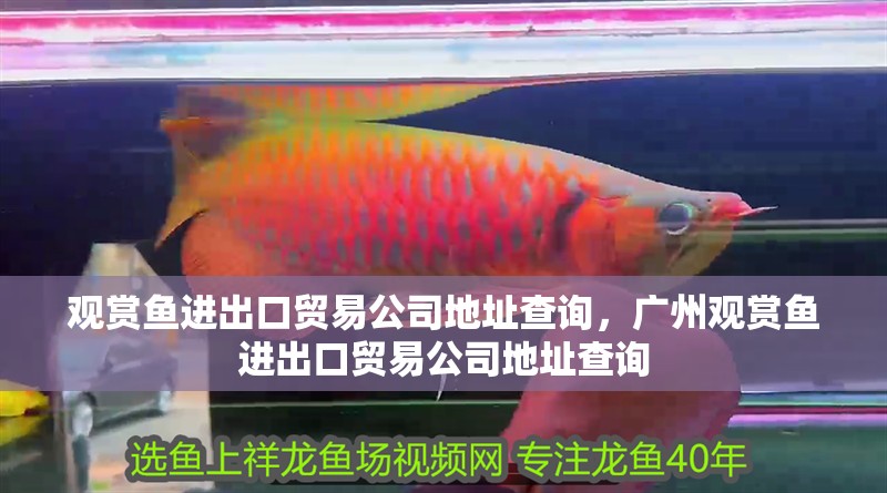 觀賞魚進出口貿(mào)易公司地址查詢，廣州觀賞魚進出口貿(mào)易公司地址查詢