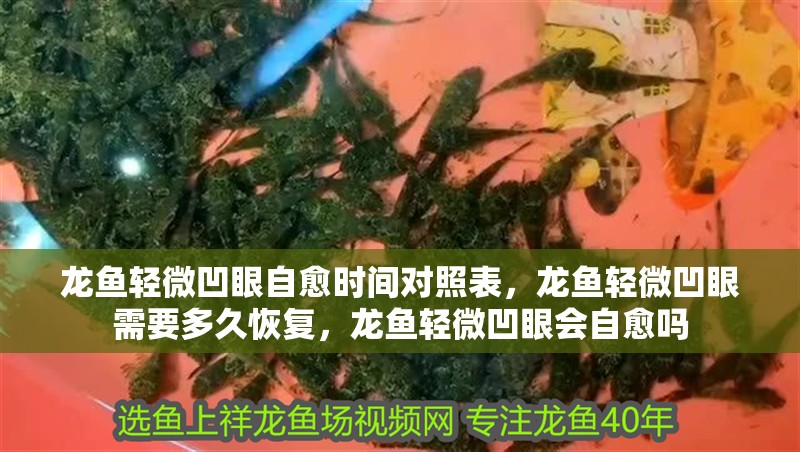 龍魚輕微凹眼自愈時間對照表，龍魚輕微凹眼需要多久恢復(fù)，龍魚輕微凹眼會自愈嗎
