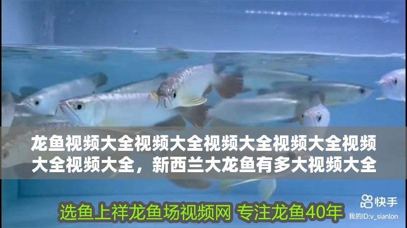 龍魚視頻大全視頻大全視頻大全視頻大全視頻大全視頻大全，新西蘭大龍魚有多大視頻大全視頻大全視頻大全視頻大全