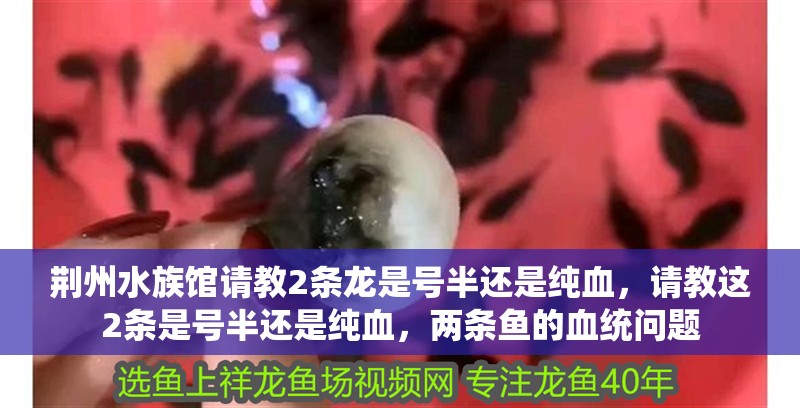 荊州水族館請教2條龍是號半還是純血，請教這2條是號半還是純血，兩條魚的血統問題