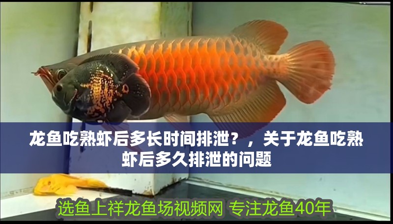 龍魚吃熟蝦后多長時間排泄？，關(guān)于龍魚吃熟蝦后多久排泄的問題