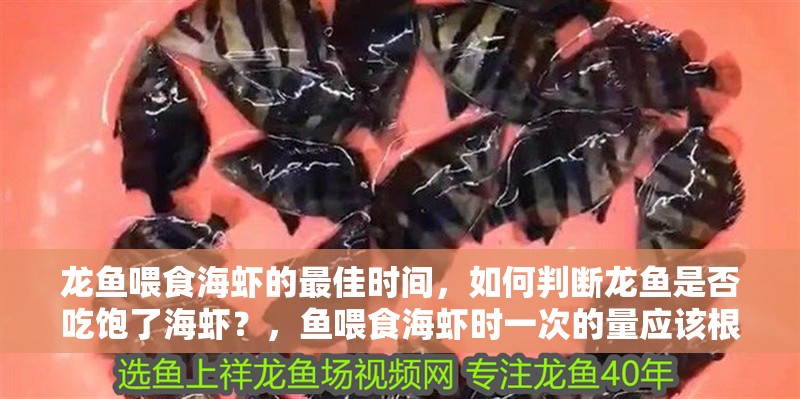 龍魚喂食海蝦的最佳時間，如何判斷龍魚是否吃飽了海蝦？，魚喂食海蝦時一次的量應該根據龍魚的大小和健康狀況來決定