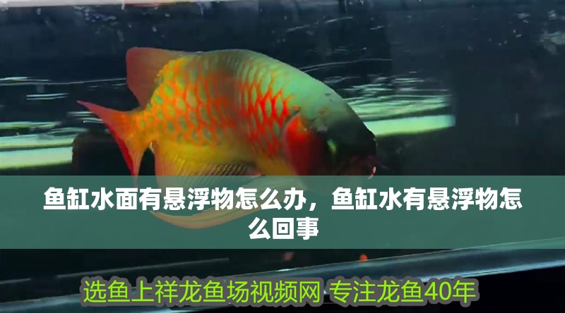 魚缸水面有懸浮物怎么辦，魚缸水有懸浮物怎么回事