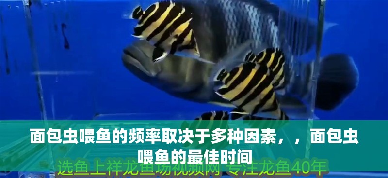 面包蟲喂魚的頻率取決于多種因素，，面包蟲喂魚的最佳時(shí)間