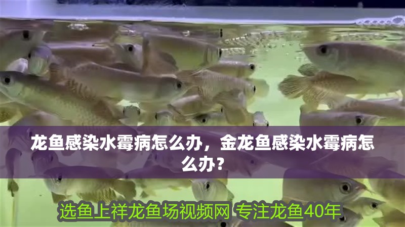 龍魚(yú)感染水霉病怎么辦，金龍魚(yú)感染水霉病怎么辦？