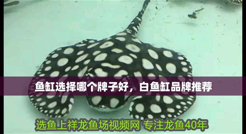 魚缸選擇哪個牌子好，白魚缸品牌推薦