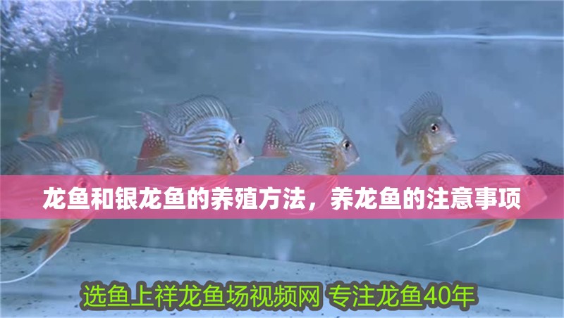 龍魚和銀龍魚的養殖方法，養龍魚的注意事項