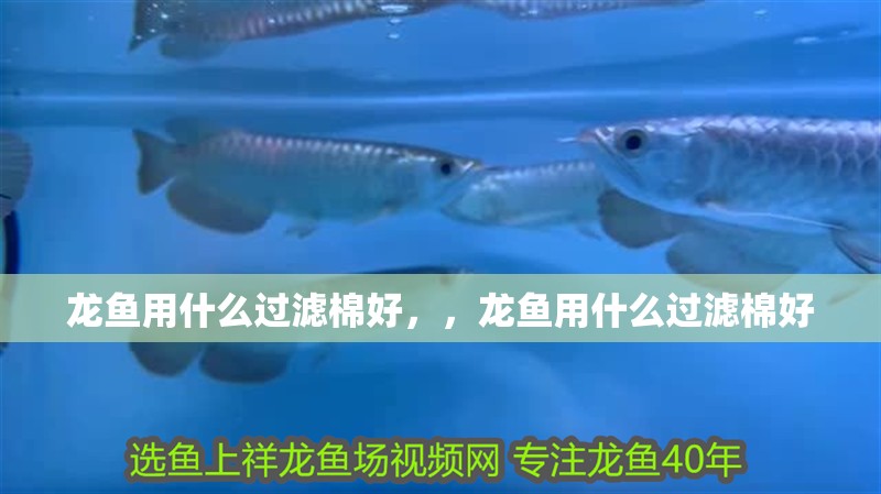 龍魚用什么過濾棉好，，龍魚用什么過濾棉好