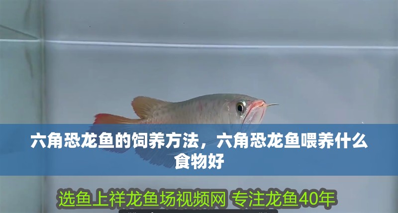 六角恐龍魚的飼養方法，六角恐龍魚喂養什么食物好