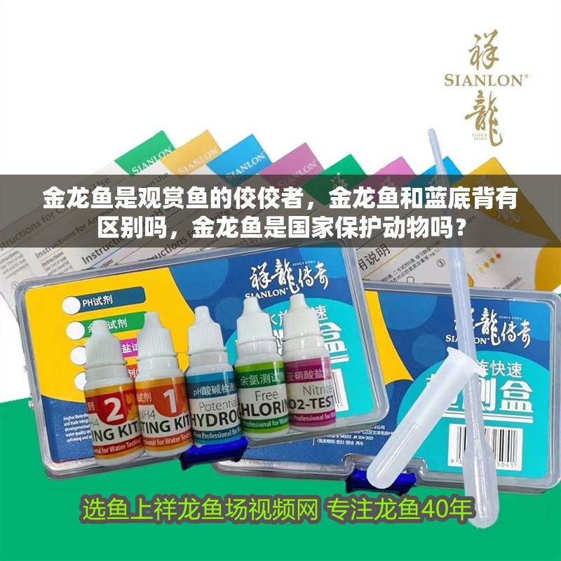 金龍魚是觀賞魚的佼佼者，金龍魚和藍底背有區別嗎，金龍魚是國家保護動物嗎？