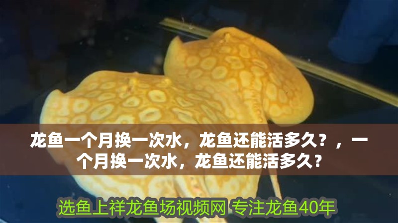 龍魚一個月換一次水，龍魚還能活多久？，一個月換一次水，龍魚還能活多久？