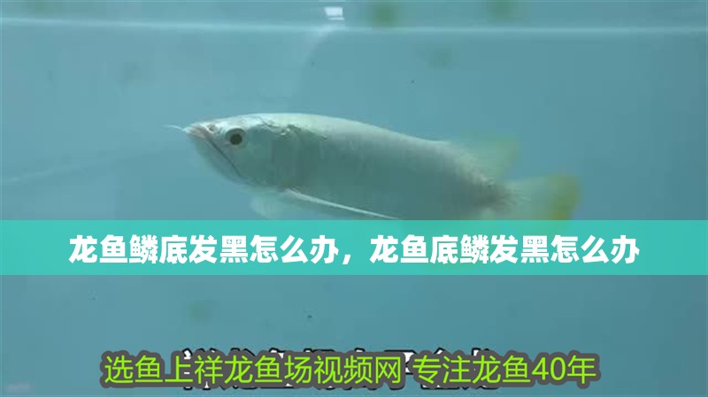 龍魚鱗底發黑怎么辦，龍魚底鱗發黑怎么辦