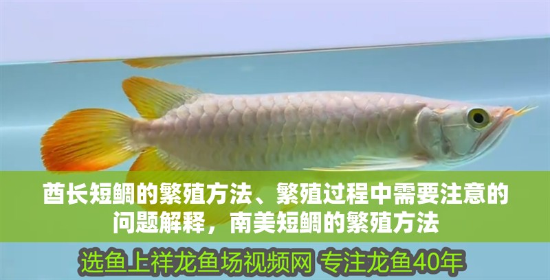 酋長短鯛的繁殖方法、繁殖過程中需要注意的問題解釋，南美短鯛的繁殖方法