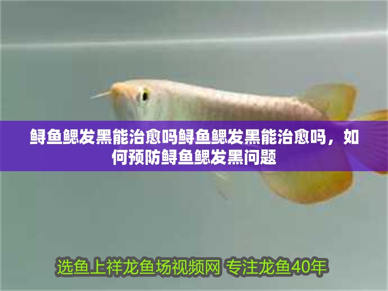 鱘魚鰓發(fā)黑能治愈嗎鱘魚鰓發(fā)黑能治愈嗎，如何預(yù)防鱘魚鰓發(fā)黑問題
