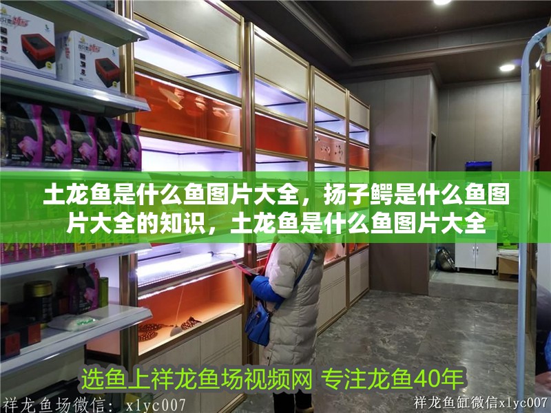 土龍魚是什么魚圖片大全，揚子鱷是什么魚圖片大全的知識，土龍魚是什么魚圖片大全