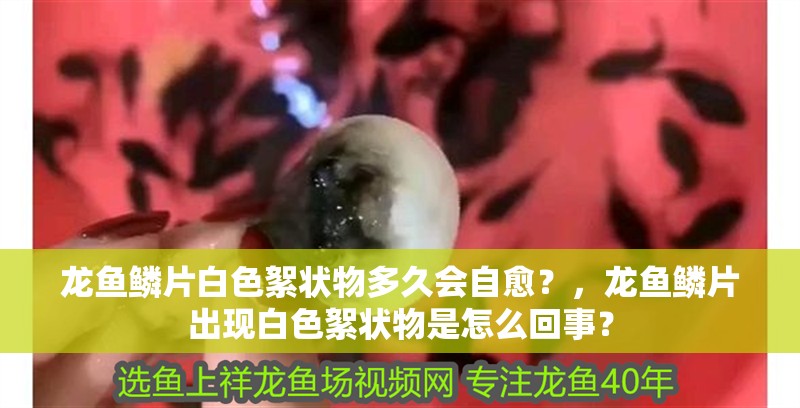 龍魚鱗片白色絮狀物多久會自愈？，龍魚鱗片出現白色絮狀物是怎么回事？
