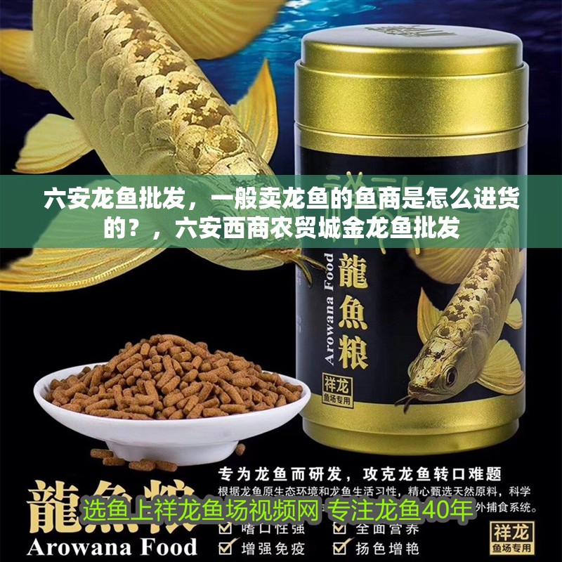 六安龍魚批發(fā)，一般賣龍魚的魚商是怎么進(jìn)貨的？，六安西商農(nóng)貿(mào)城金龍魚批發(fā)
