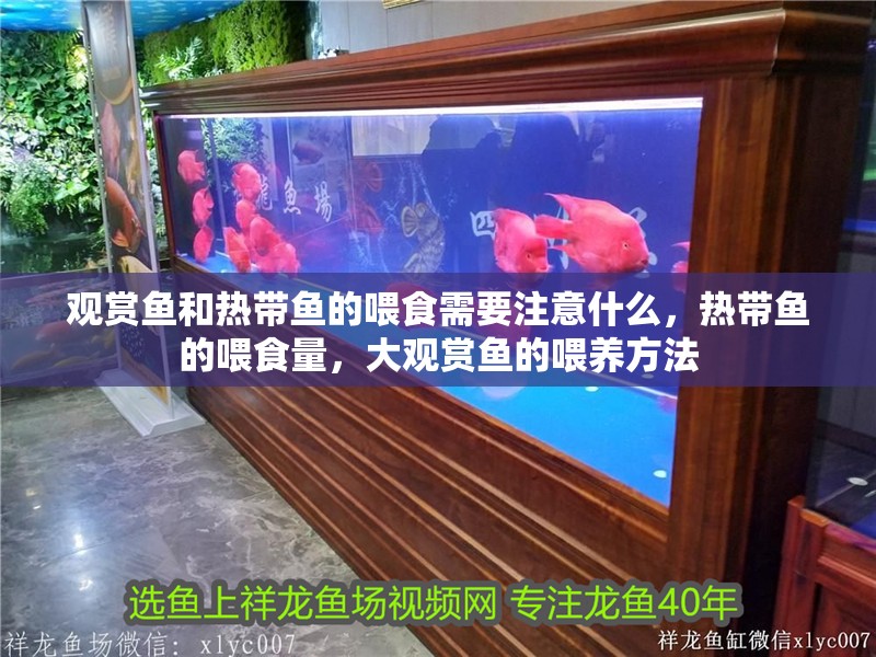 觀賞魚和熱帶魚的喂食需要注意什么，熱帶魚的喂食量，大觀賞魚的喂養(yǎng)方法