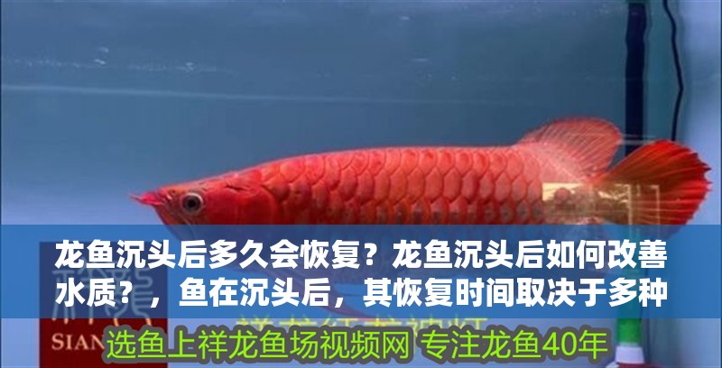 龍魚沉頭后多久會恢復？龍魚沉頭后如何改善水質？，魚在沉頭后，其恢復時間取決于多種因素