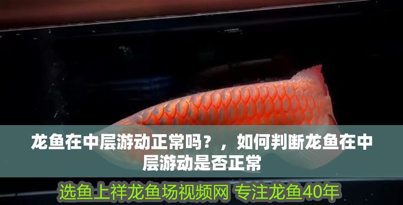 龍魚在中層游動正常嗎？，如何判斷龍魚在中層游動是否正常