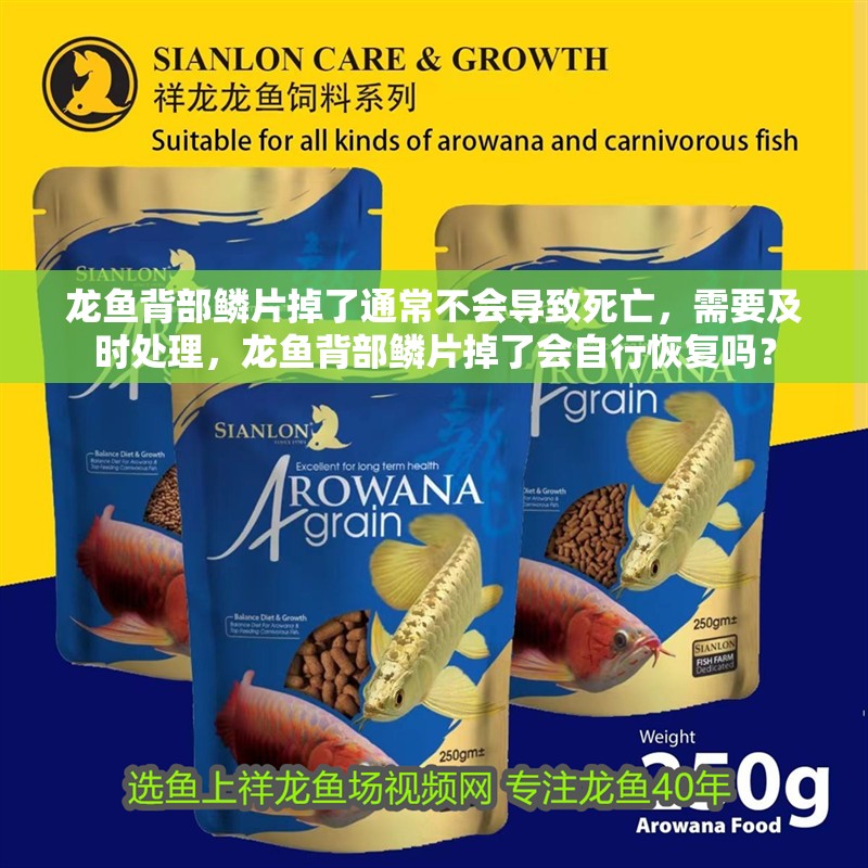 龍魚背部鱗片掉了通常不會導致死亡，需要及時處理，龍魚背部鱗片掉了會自行恢復嗎？