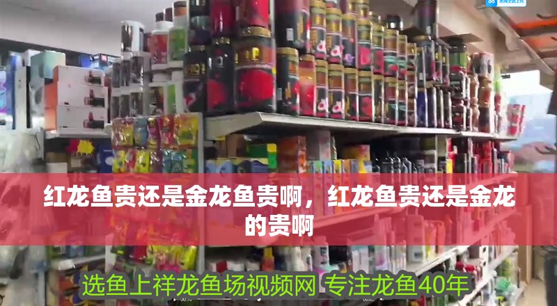 紅龍魚貴還是金龍魚貴啊，紅龍魚貴還是金龍的貴啊