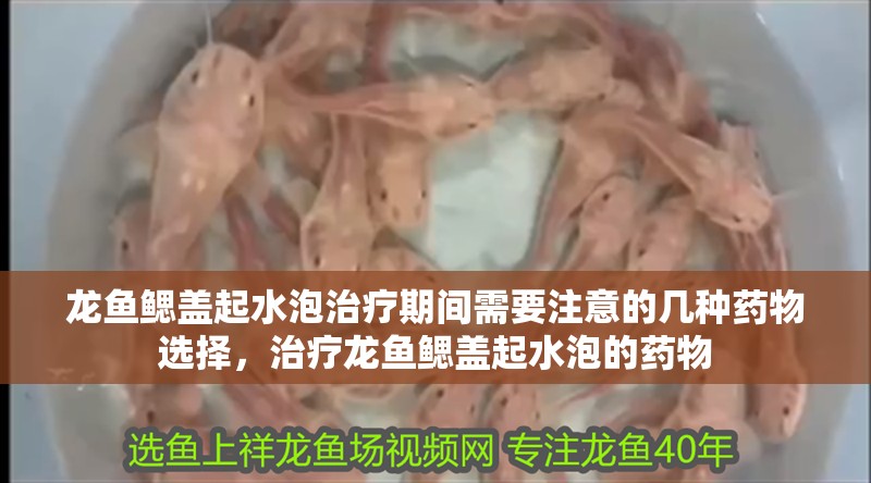 龍魚(yú)鰓蓋起水泡治療期間需要注意的幾種藥物選擇，治療龍魚(yú)鰓蓋起水泡的藥物