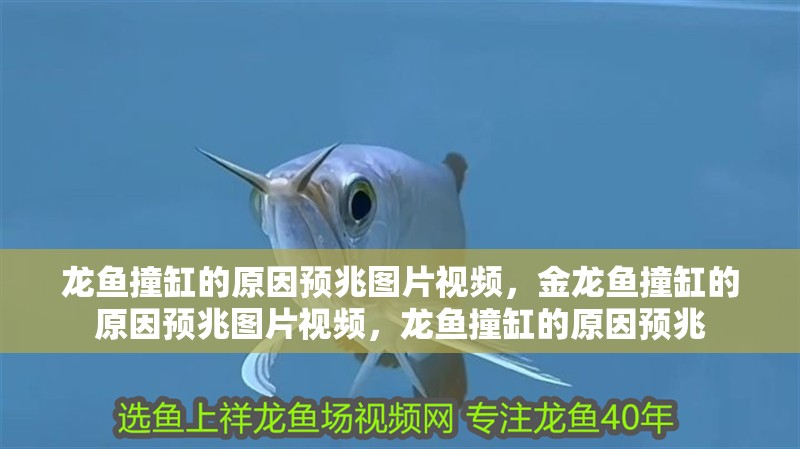 龍魚撞缸的原因預兆圖片視頻，金龍魚撞缸的原因預兆圖片視頻，龍魚撞缸的原因預兆